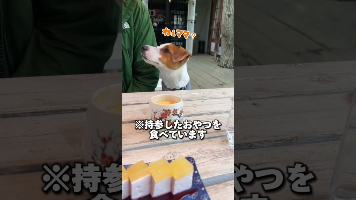 仲良しなボーダーコリーとジャックラッセルとランチ！vlog