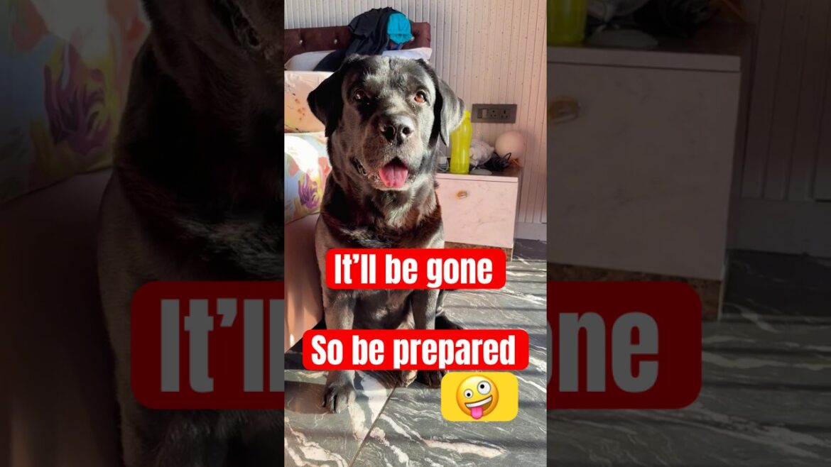 Are you prepared to lose it?#shorts #shortsvideo #shortsviral #trending #shortsfeed #youtubeshorts