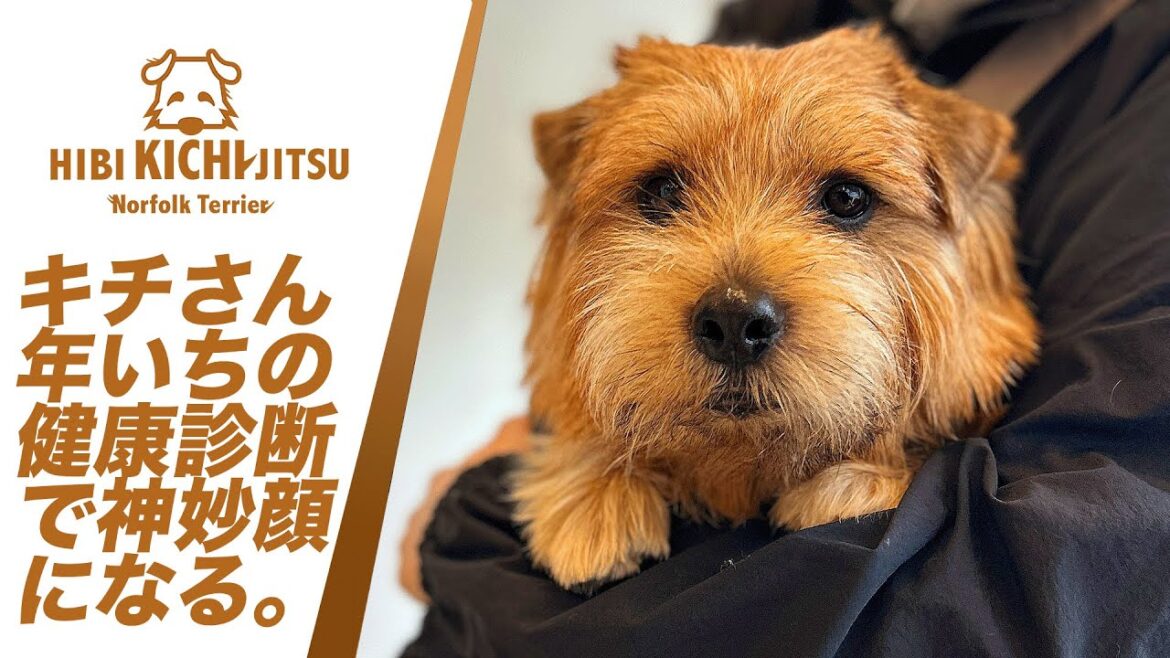 愛犬キチ ４歳 春の健康診断へ【 dog ノーフォークテリア norfolkterrier 動物病院 vet】