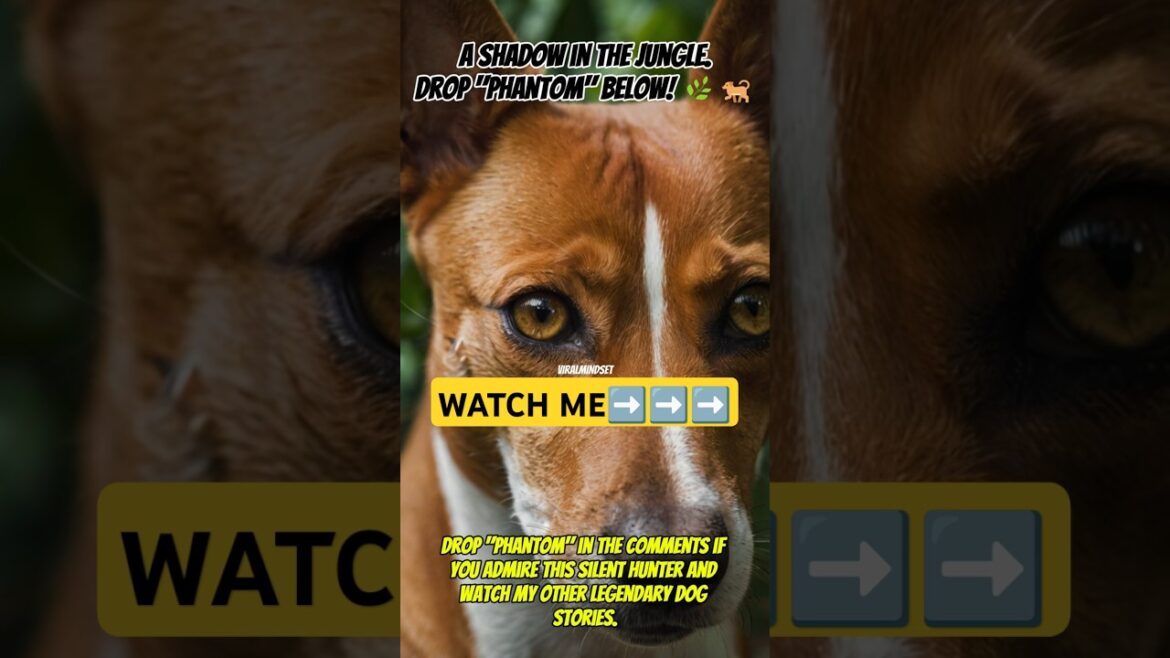 ๐ฟ๐ The Basenji โ The Silent Hunter of the Jungle! (Rare & Ancient Dog Breed) ๐ฟ๐ The Basenji โ The Silent Hunter of the Jungle! (Rare & Ancient Dog Breed)