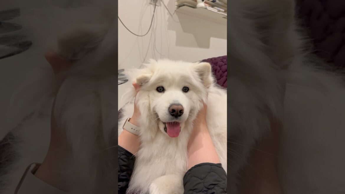サモエドの耳をパタパタ動かすのかわいすぎる　#samoyed #サモエド