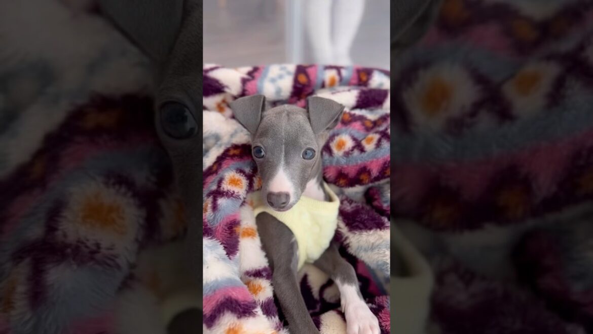 【多頭飼い】犬の名前が決まりました　#イタリアングレーハウンド
