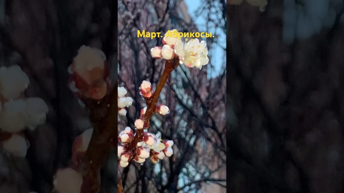 DIY. Март удивил. Мирта. Джек Рассел терьер. JRT#собака#животные#весна