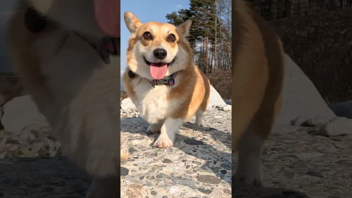 嬉しそうに河原を歩くコーギー / A Corgi happily walking along the riverbank #コーギー #corgi #サクラ