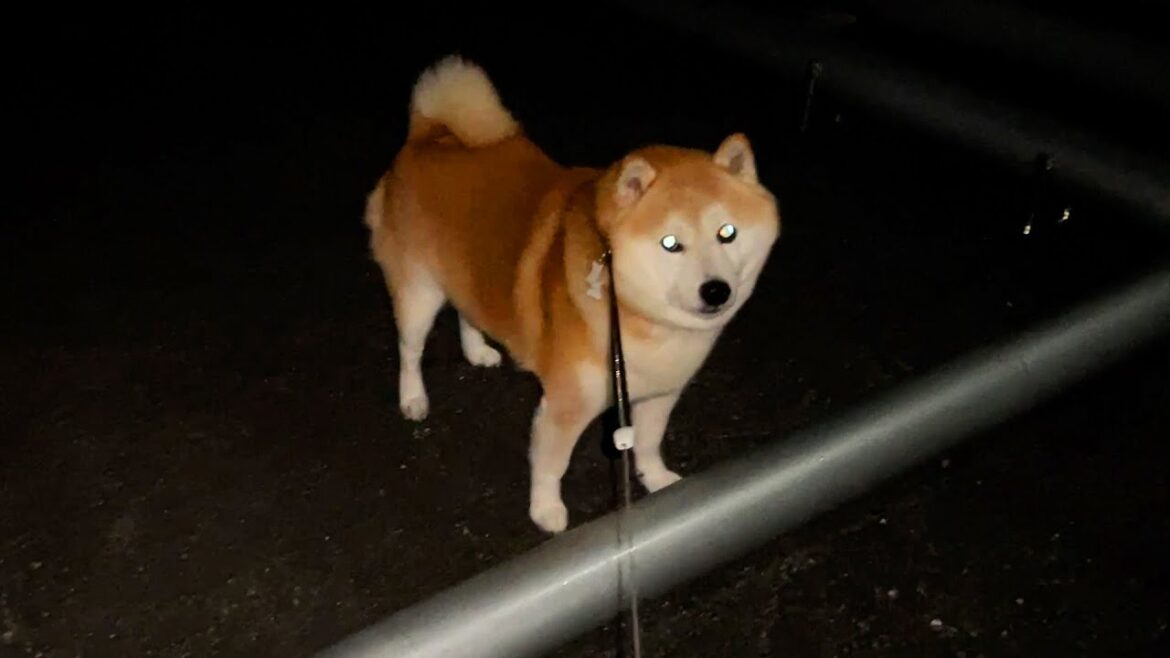 戦い(おさんぽ)の中で成長するタイプの柴犬