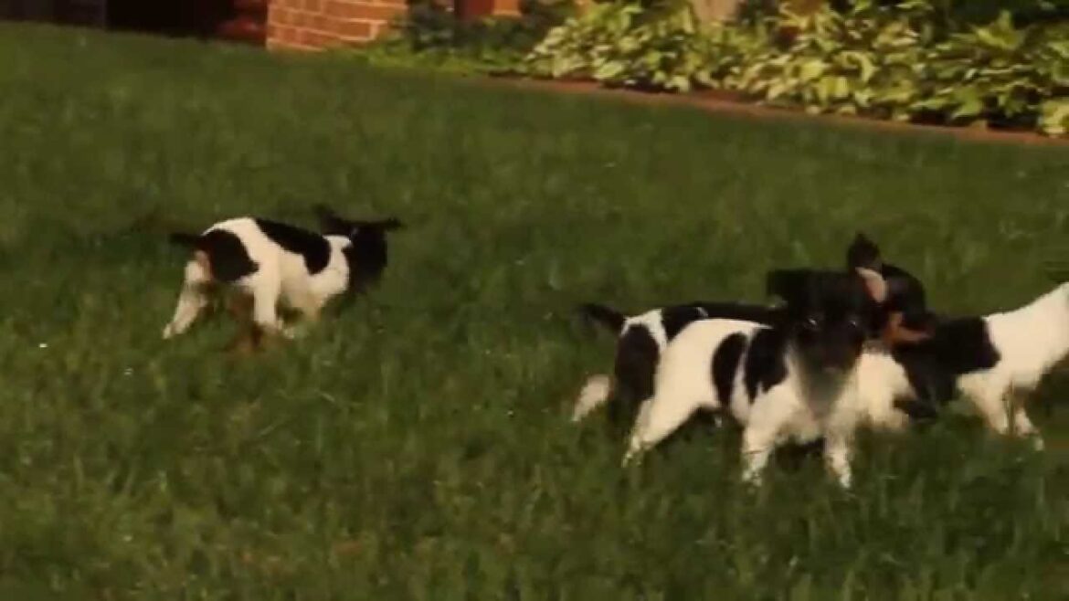 Fox Terrier Puppies For Sale