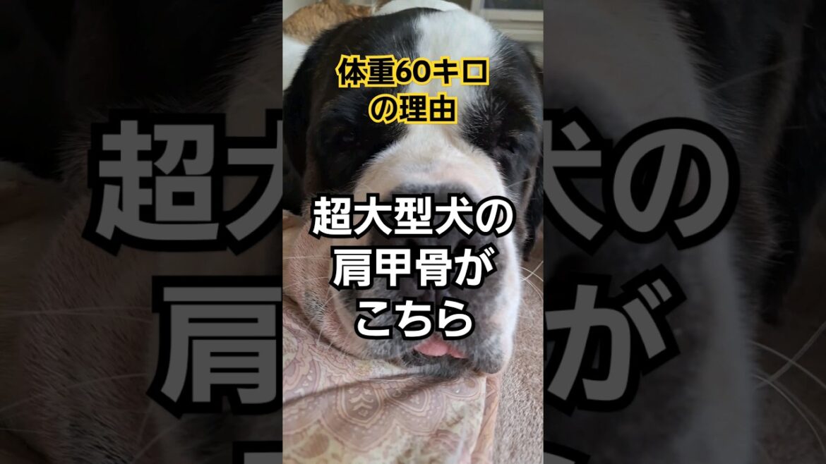 【セントバーナードあるある】ぶつかられるとアザが出来る。お手で怪我をする。#犬 #shorts