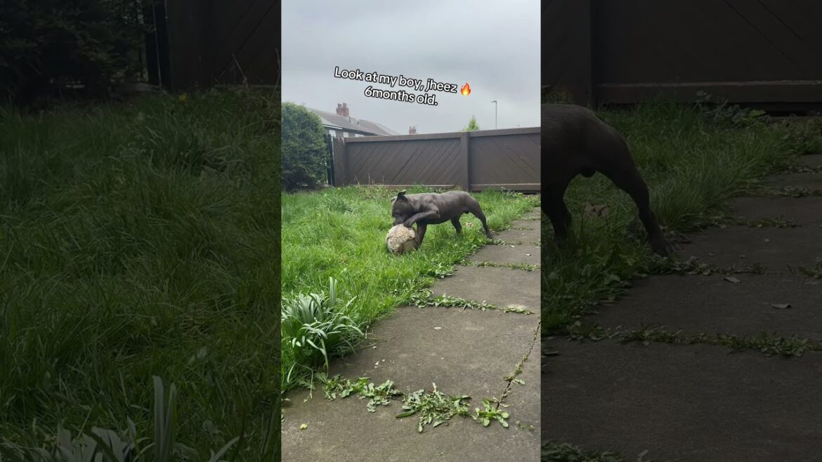 Staffordshire bull terrier puppy