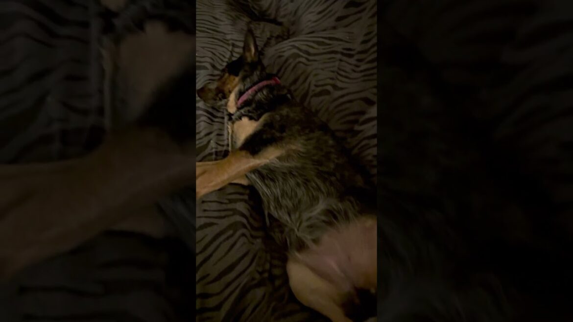 Lazy #cattledog #australiancattledog #lazy