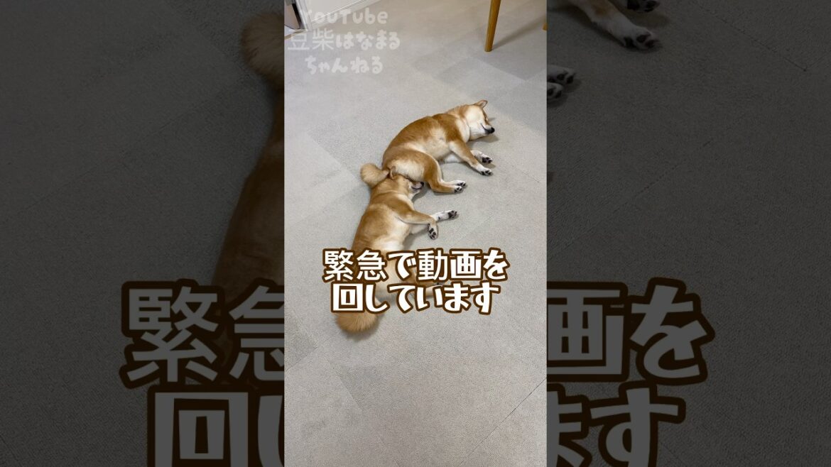 豆柴姉妹の「おちり連結」がかわいすぎる #Shorts #shortvideo