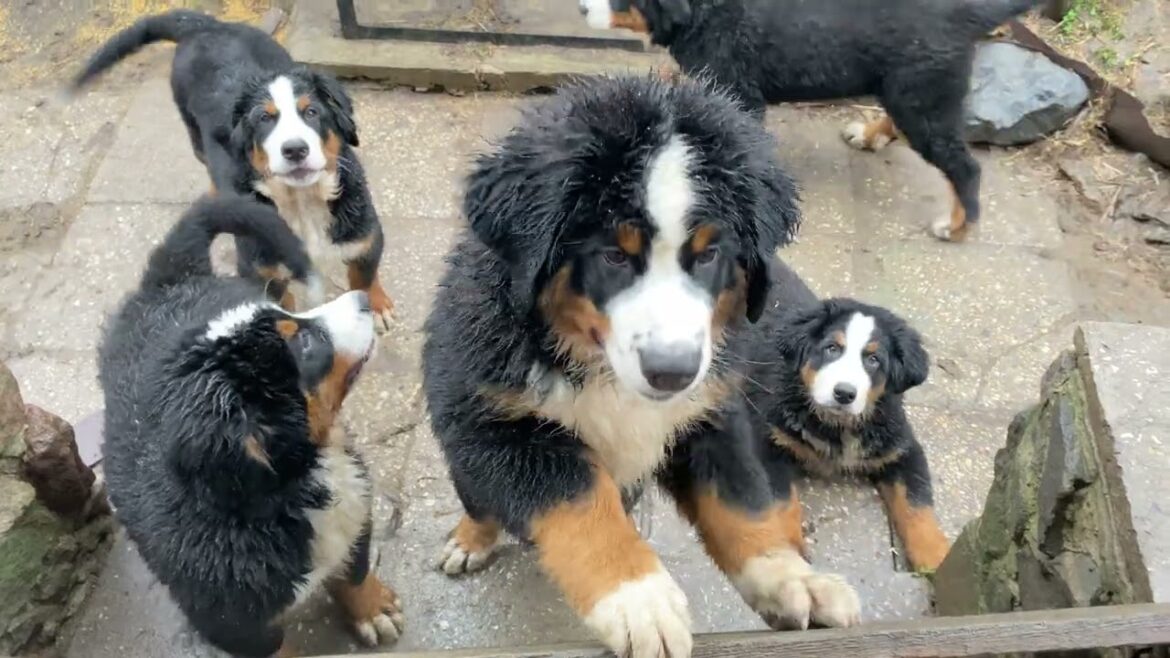 Happy puppy bernese mountain dog | Bär Vom Matterhorn #bernesedog #bernesemountaindog #cute