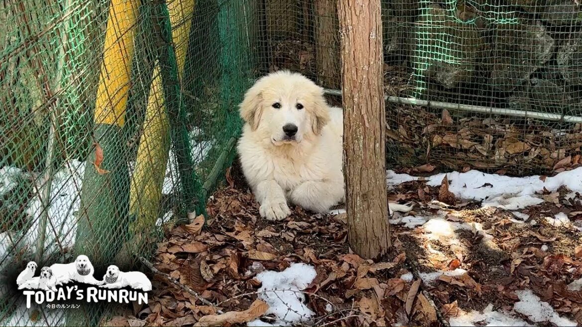 アランとベルは獣医さんへ、ひとりお留守番をしたリリーです　Great Pyrenees　グレートピレニーズ