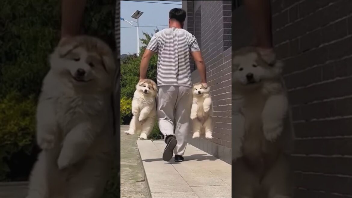 マラミュートさん見て癒されたら寝ろｗｗｗ #動物 #イヌ #マラミュート