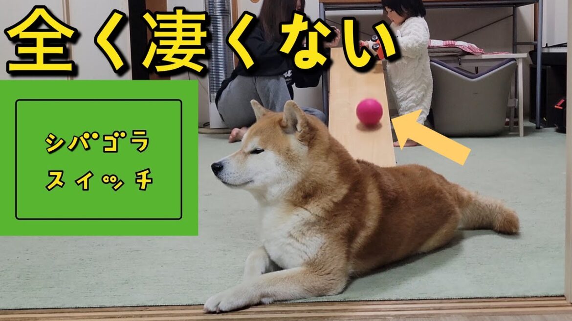 一歳時が遊ぶ所に来た柴犬。思った通り「ピタゴラスイッチ化」する