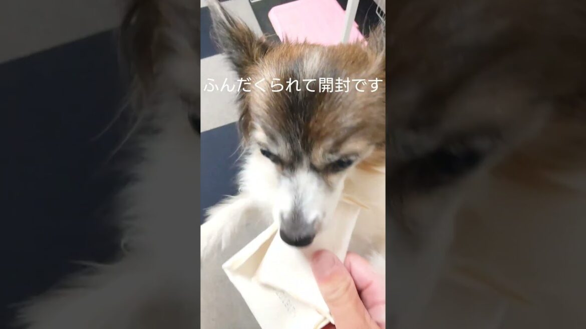 包んだおやつでウキウキなわんこが可愛い #犬のおやつ #犬のいる生活 #パピヨン