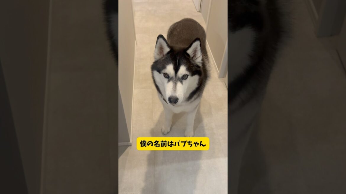 兄の癖の強い遊びに付き合うのがぶっちゃけ大変だと思っているハスキー#シベリアンハスキー#柴犬 #shorts #shortvideo #youtubeshorts