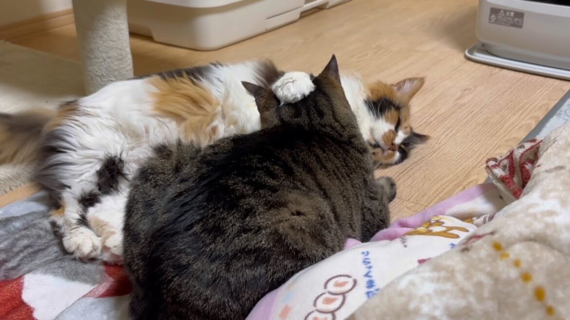 暴れ出さないように頭を押さえているパンク