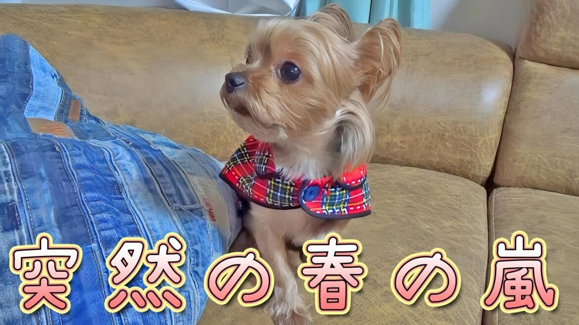 【ヨークシャテリア】春の嵐⁉突然の豪雨にビビるヨークシャテリア【Yorkshire Terrier】