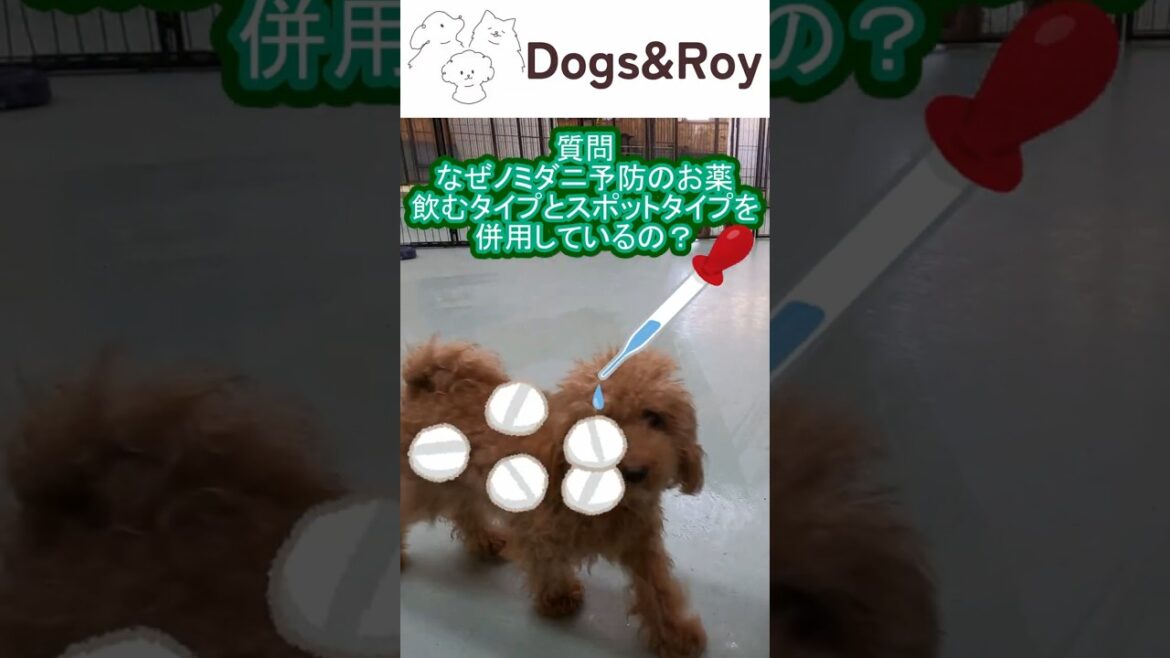【質問への回答】ノミダニ予防について #トイプードル #サモエド #ゴールデンレトリバー  #パピー #赤ちゃん #ブリーダー #子犬 #京都 #美山 #南丹市  #ドッグラン 【質問への回答】ノミダニ予防について #トイプードル #サモエド #ゴールデンレトリバー  #パピー #赤ちゃん #ブリーダー #子犬 #京都 #美山 #南丹市  #ドッグラン