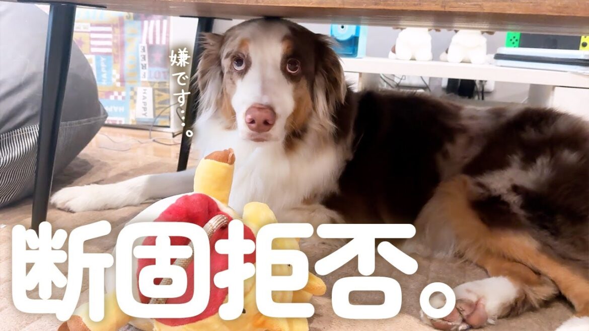笑顔だった犬にあるものを見せたら隠れて怯えてしまいました・・・💦【オーストラリアンシェパード・ボーダーコリー】
