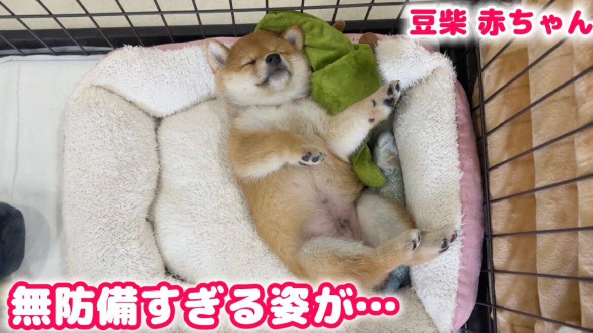 【豆柴犬】無防備すぎて笑っちゃうぐらいの愛おしい子犬ちゃんがいました…！【赤ちゃんと癒し】まめしば亭ブログvlog