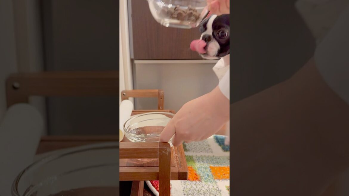 おはよう！メルの朝ごはんだよ #ボストンテリア #ボステリ #bostonterrier