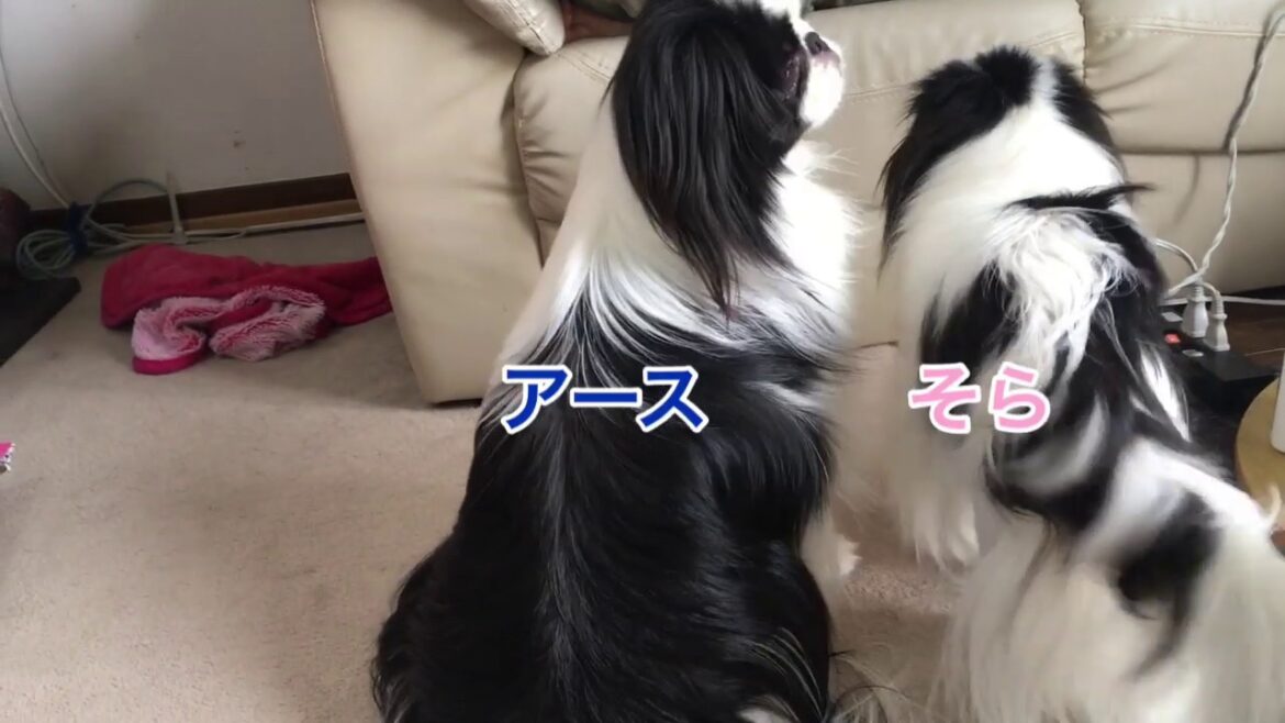 狆（チン）のアースとそらこ 〜おもろ可愛い二匹〜    日本狆Japanese Chin
