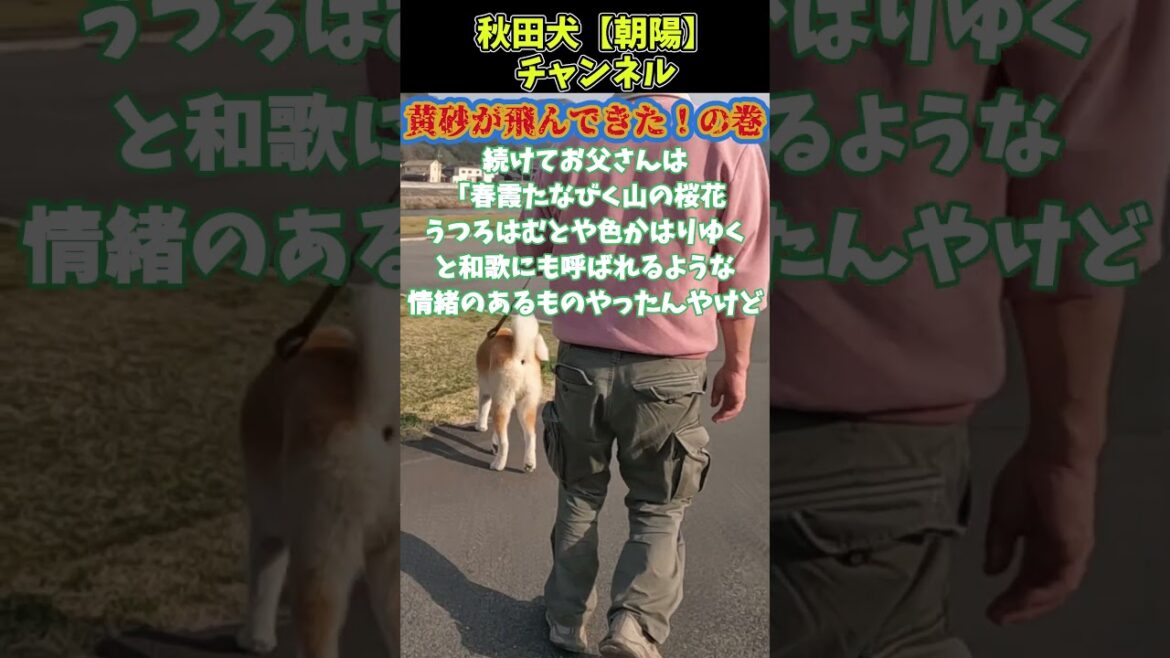 秋田犬【朝陽】チャンネル【黄砂が飛んできた！の巻】 #大型犬のいる生活#秋田犬保存会 #秋田犬 #犬のいる生活 #黄砂#shorts