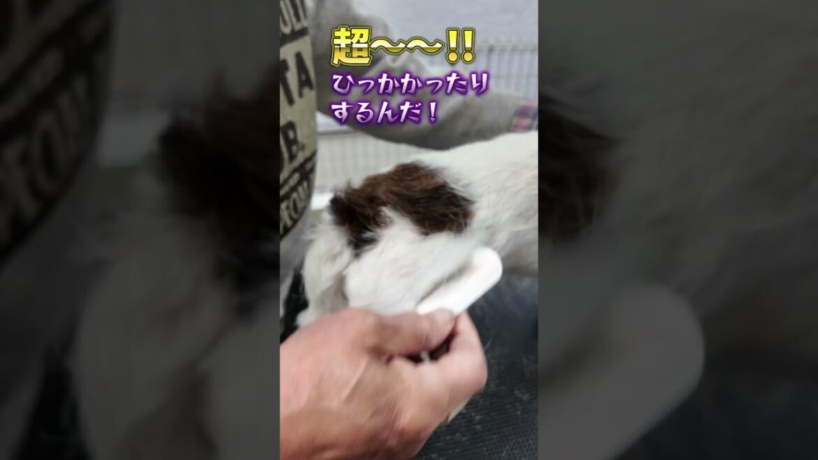 プラッキングしたジャックラッセルテリア #shorts #ショート動画 #ジャックラッセルテリア