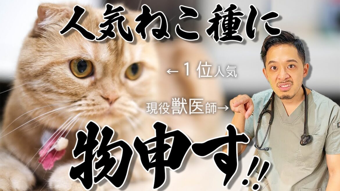 【人気ねこ種トップ10】病気、性格、飼いやすさなど獣医師が忖度無しでケチをつけていきます 【人気ねこ種トップ10】病気、性格、飼いやすさなど獣医師が忖度無しでケチをつけていきます