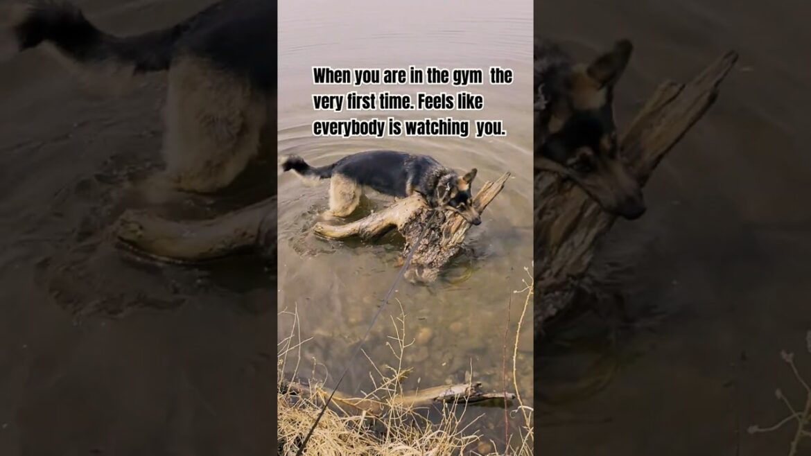 When you are in the gym the very first time. #funny  @GSD_Moose #germanshepherd #gsd