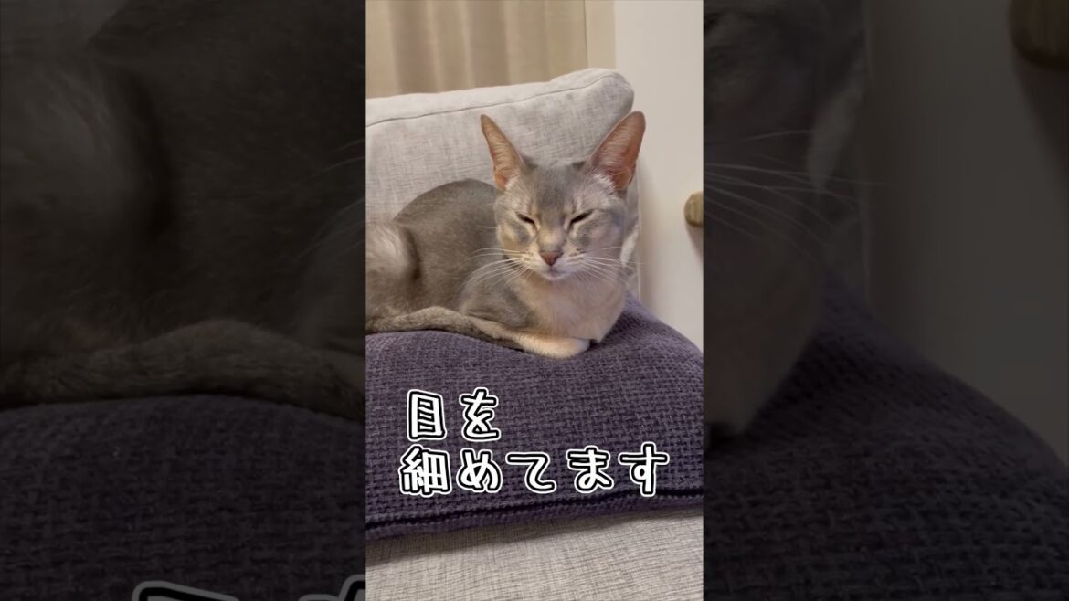 アビシニアンとは その44 クッション大好き猫 #shorts #猫 #アビシニアン