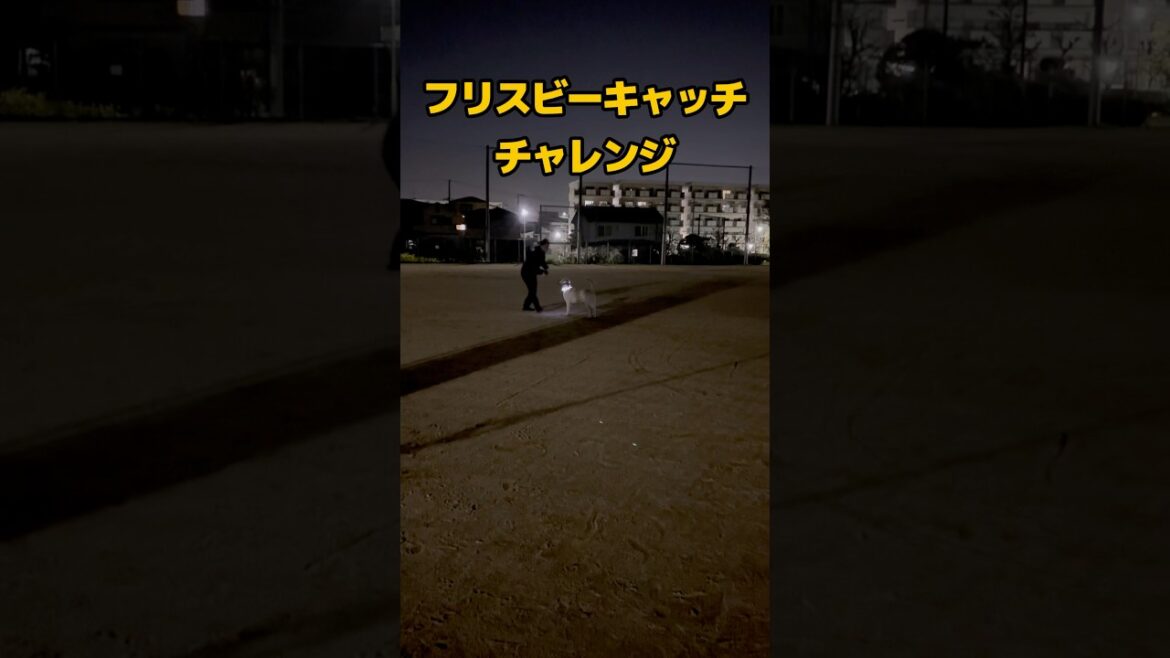 フリスビーキャッチを知らないラブラドールレトリバー #大型犬 #ラブラドールレトリバー #遊び