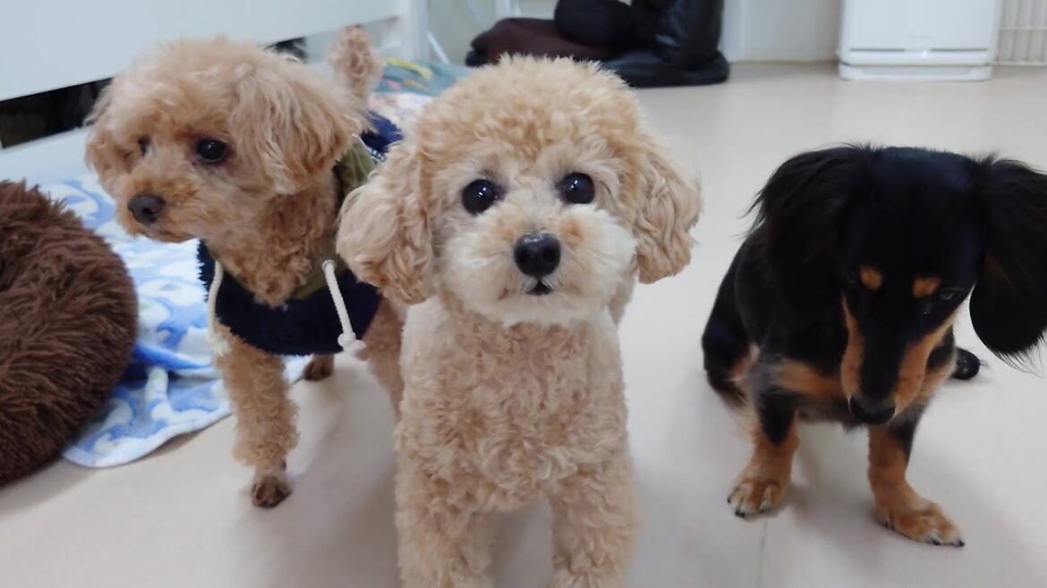 モキュ顔トイプードル合流　🐶ひみつきちなう！①🐶  2025年4月2日