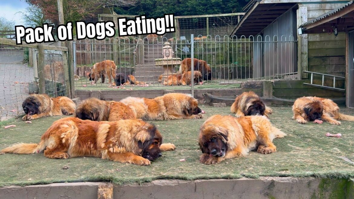 Feeding the Huge Dogs! – Pack of Leonbergers Feeding the Huge Dogs! - Pack of Leonbergers