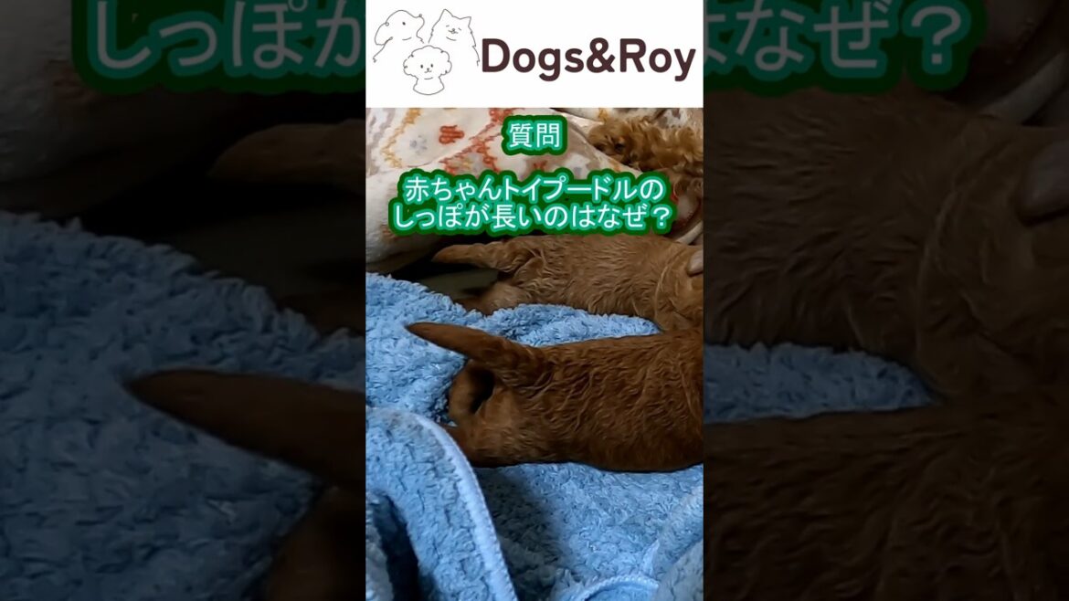 【質問への回答】トイプーの長い尻尾について #トイプードル #サモエド #ゴールデンレトリバー  #パピー #赤ちゃん #ブリーダー #子犬 #京都 #美山 #南丹市  #ドッグラン