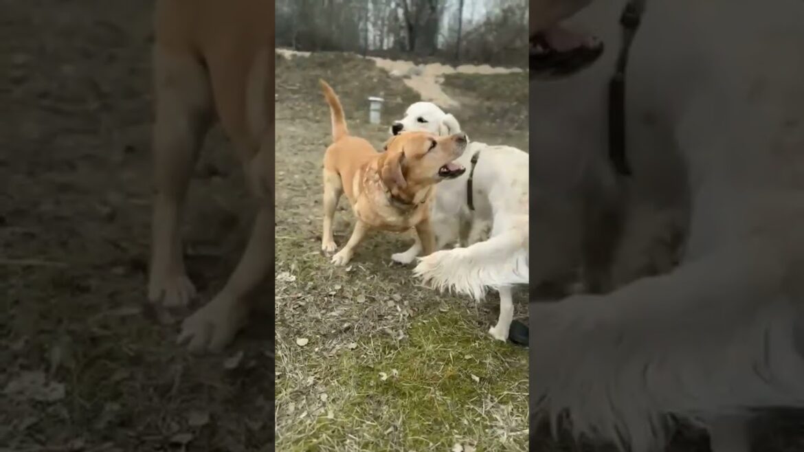 who the boss? #labrador #goldenretreiver #dog