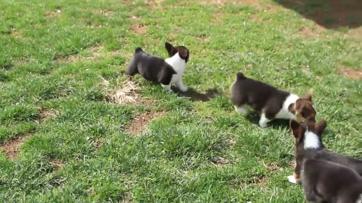 Pembroke Welsh Corgi Puppies for Sale