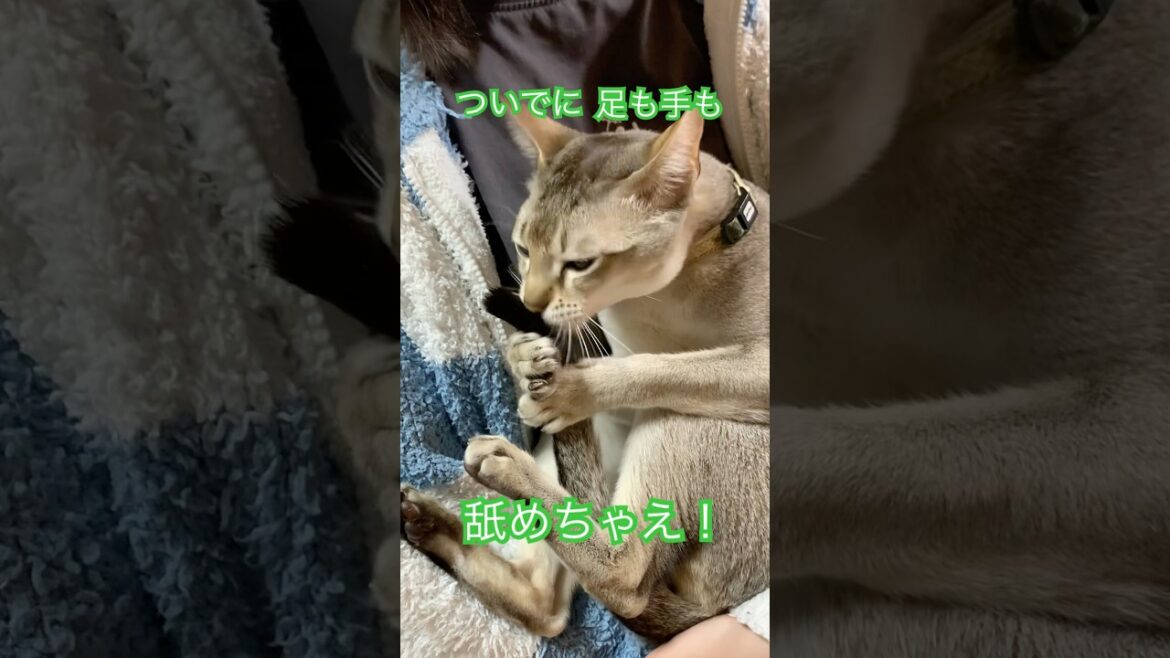 キレイ好き　#シンガプーラ #猫のいるくらし