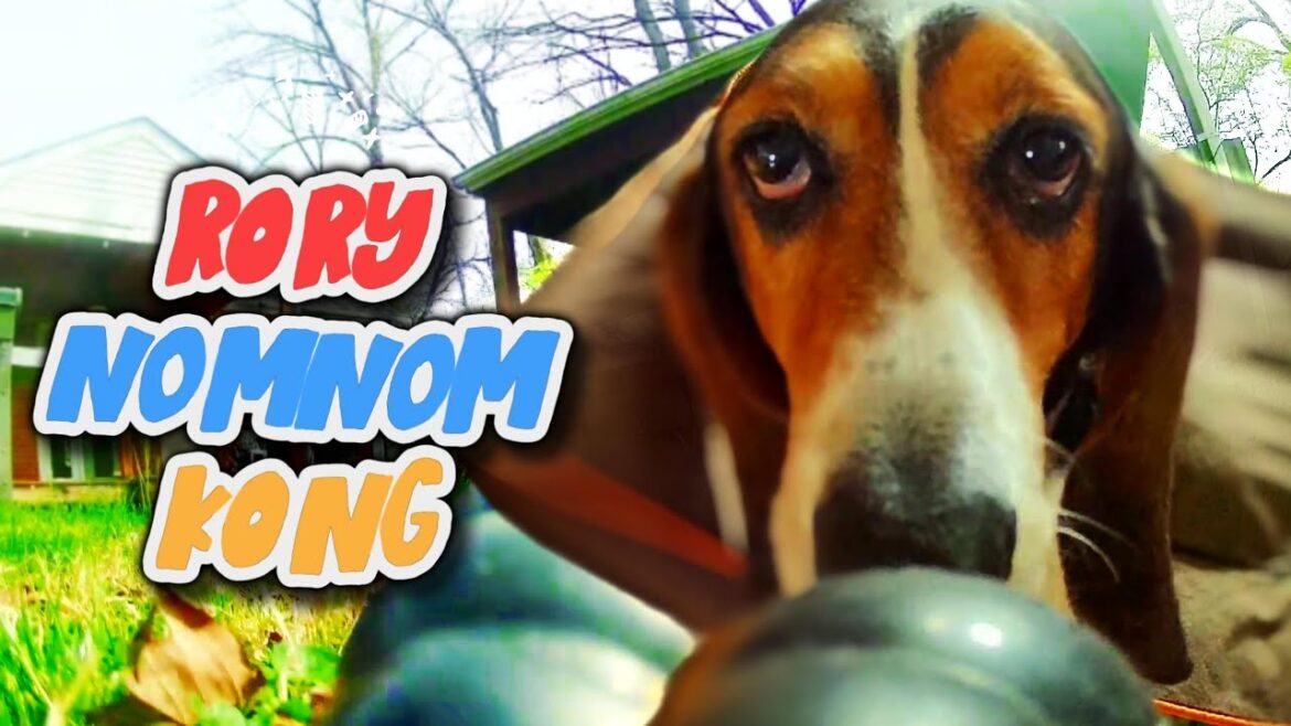 What Happens When A Basset Hound Discovers Peanut Butter Filled KONG?