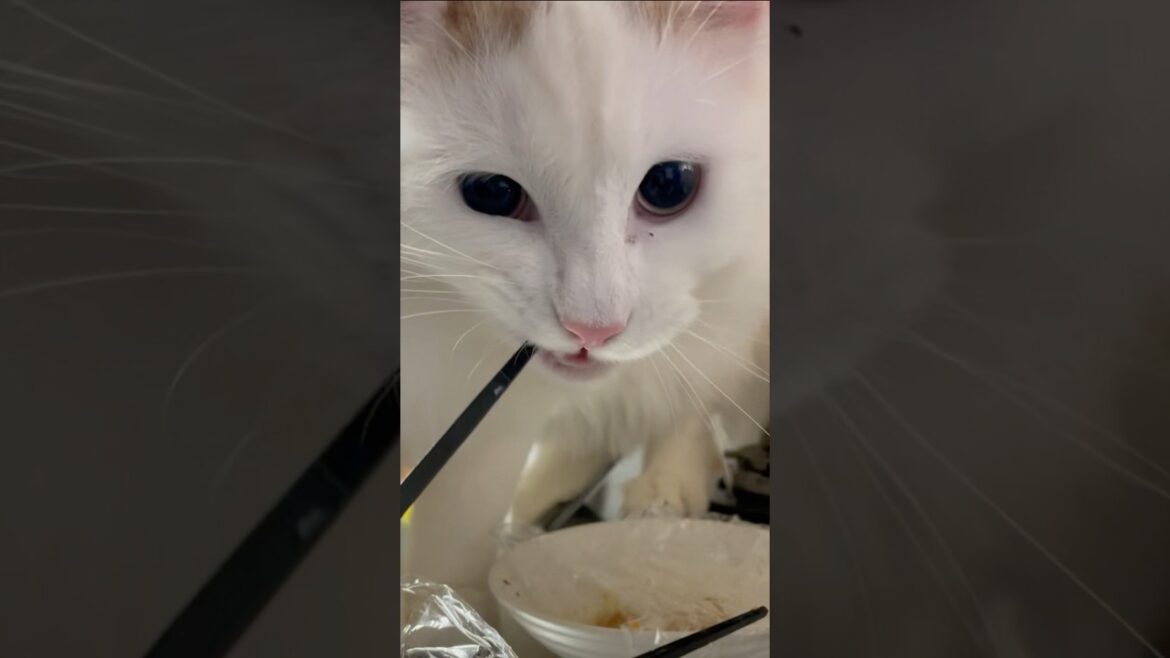 箸を噛み締める大白猫 #shorts #cat          #猫 #ラガマフィン