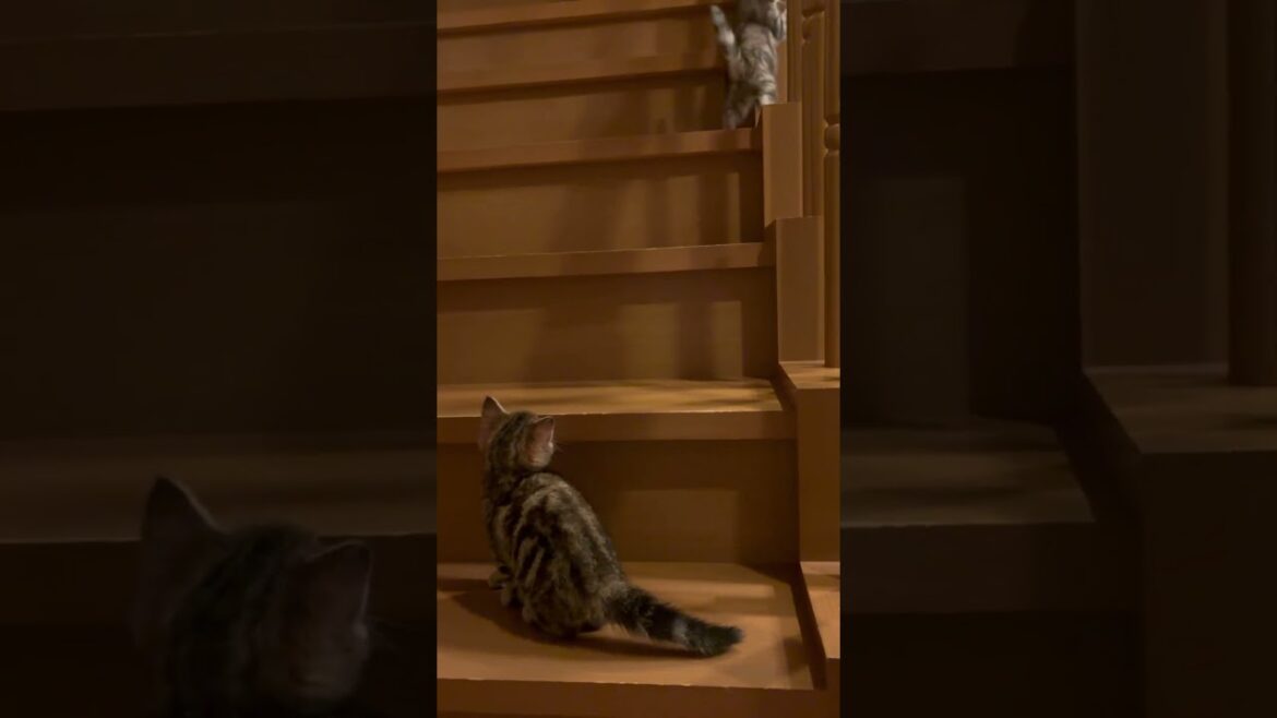はじめての階段#猫 #cat #アメリカンショートヘア #americanshorthair #アメショ #ビビネネ#ネコ #ねこのいる生活 #猫ミーム#猫写真部