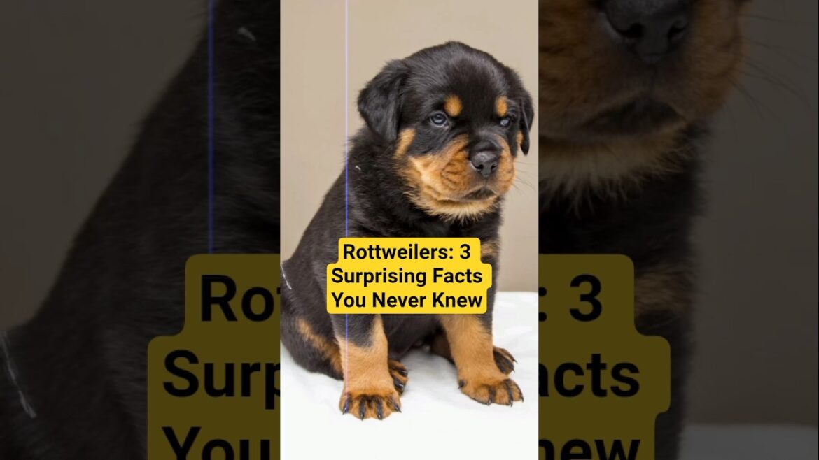Top 3 Rottweiler secretes revealed today