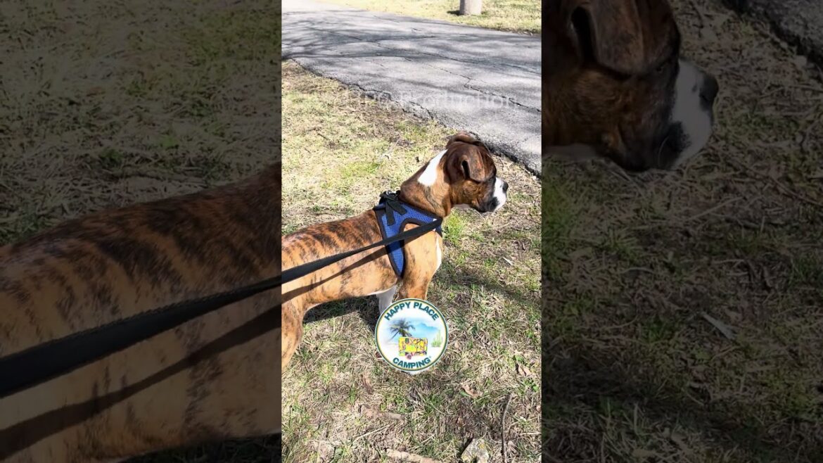 Boxer Pup Built in Wind Gauge WAIT 4 It