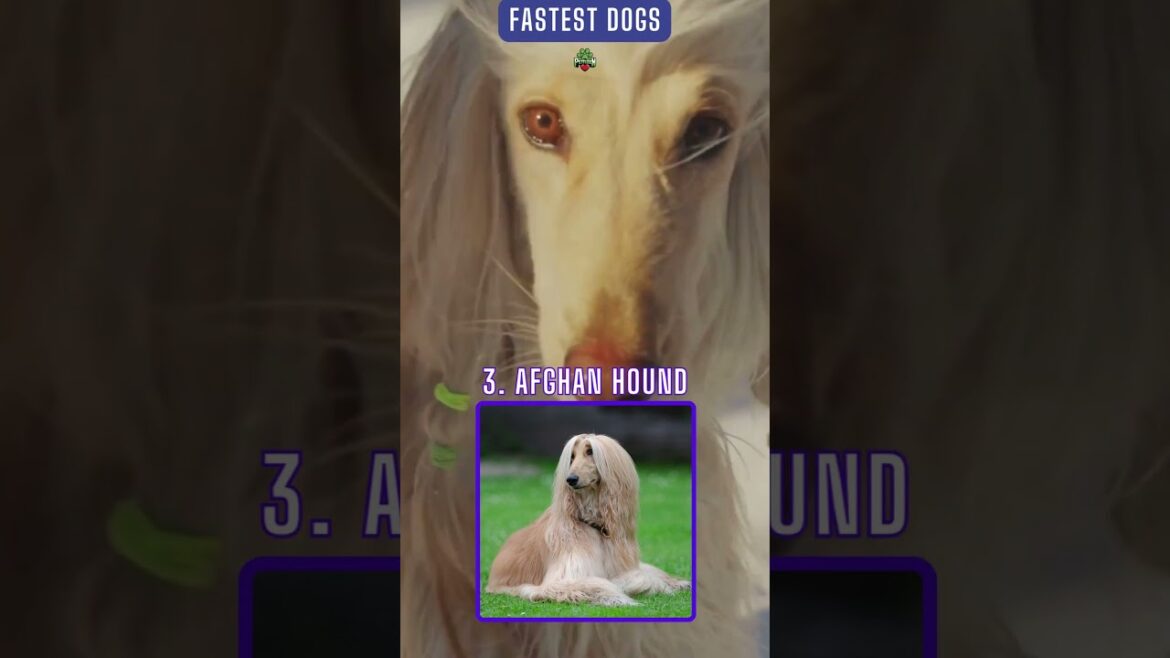 Can Your Dog Beat The World’s Topmost Dogs in Speed? #saluki #greyhound #shorts #topdog Can Your Dog Beat The World's Topmost Dogs in Speed? #saluki #greyhound #shorts #topdog