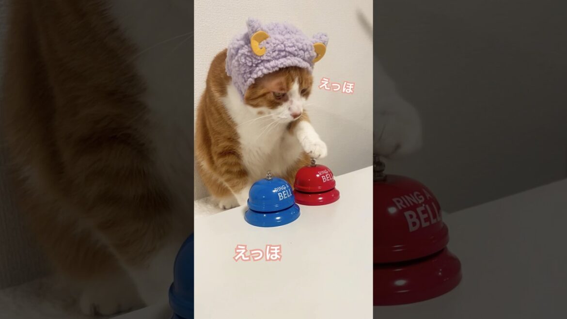 みんなに伝えなきゃ! #エッホエッホの歌 #猫 #cat #猫のいる暮らし みんなに伝えなきゃ! #エッホエッホの歌 #猫 #cat #猫のいる暮らし