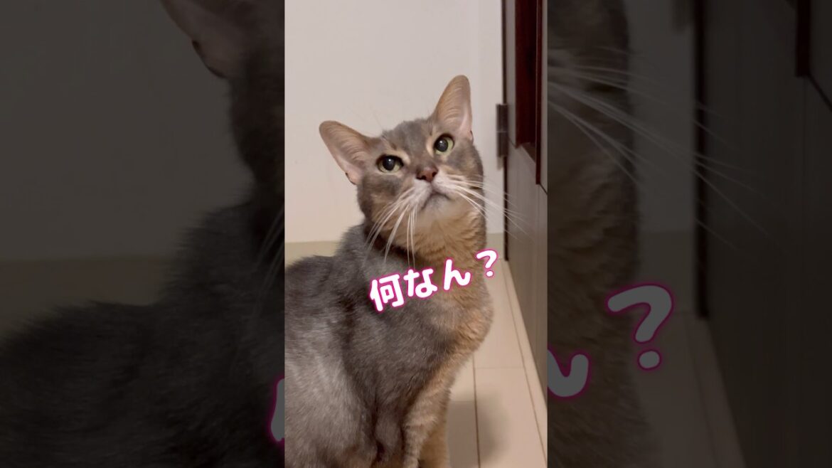 アビシニアン猫アリスちゃんの最近思うこと #アビシニアン #cat
