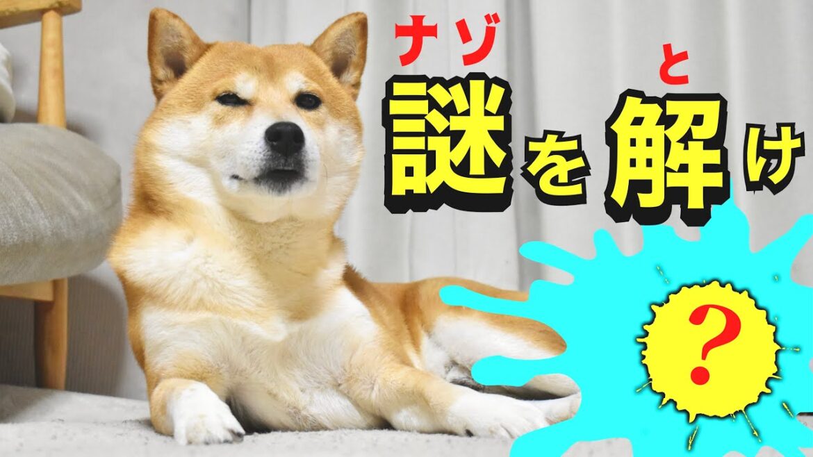 事件発生!!柴犬こむぎの散歩道に残された謎のメッセージ【三浦半島ジブリ】 事件発生!!柴犬こむぎの散歩道に残された謎のメッセージ【三浦半島ジブリ】