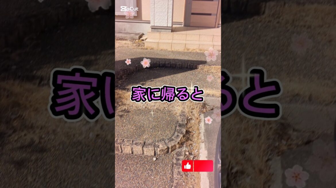 家に帰ると・・・#チワ狆 #ミックス犬#帰宅