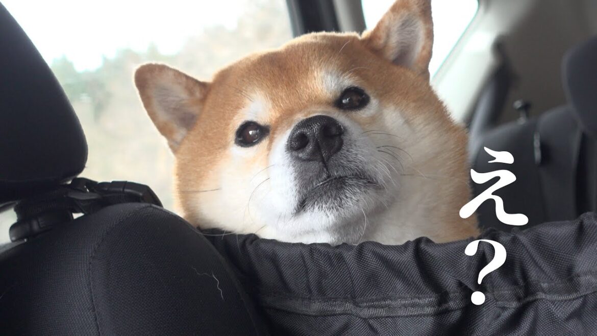 柴犬と話題の絶景を見に行ったら様子がおかしい。。【雪の回廊】